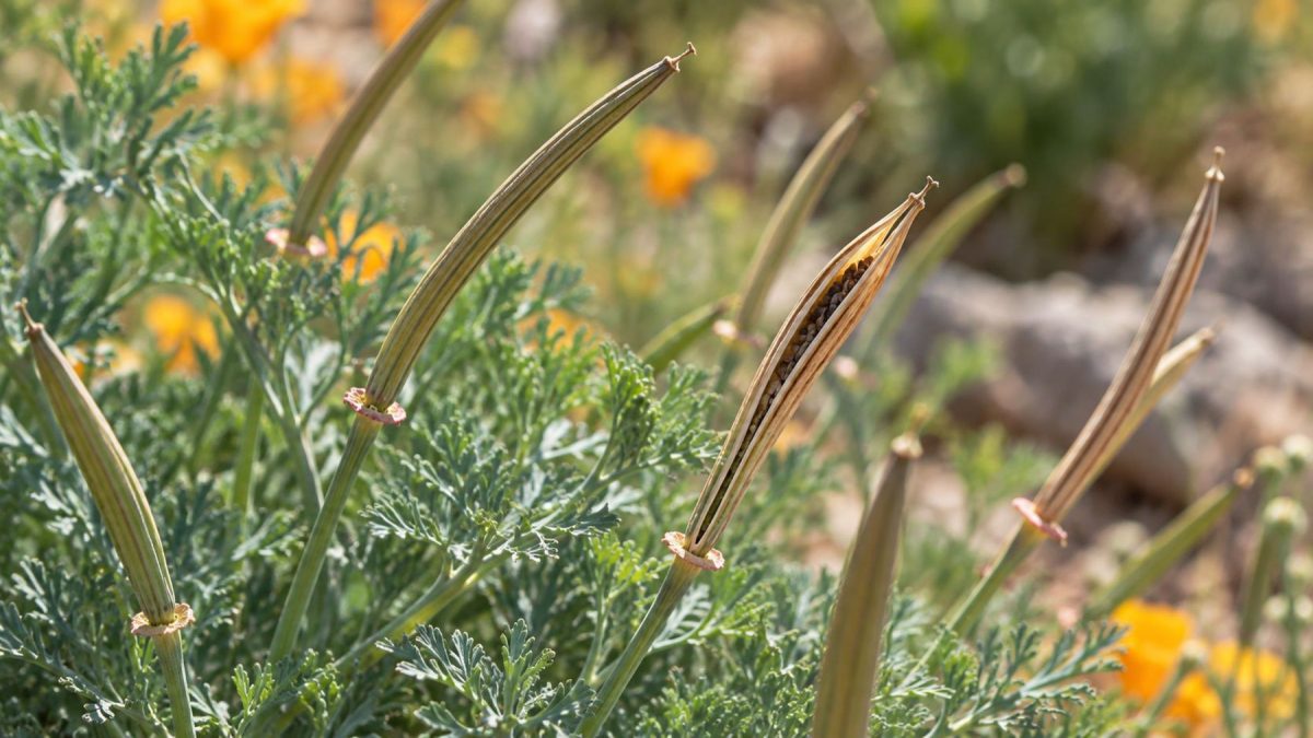 8 цветов для осеннего самосева, которые не стоит срезать раньше времени 8 цветов для осеннего самосева, которые не стоит срезать раньше времени