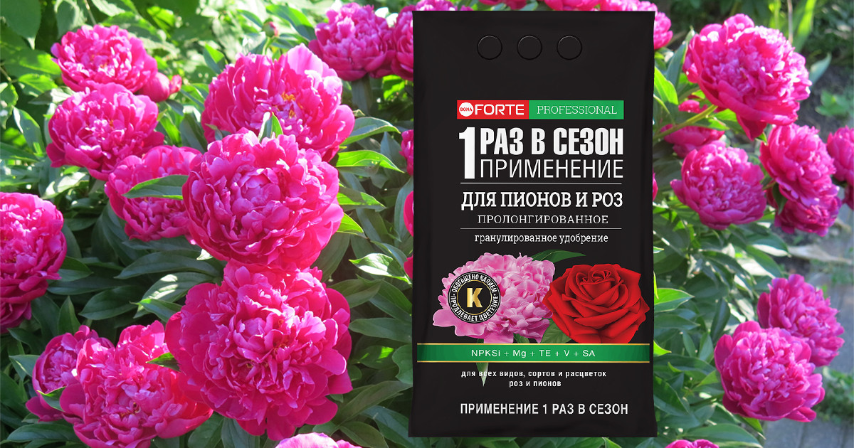 Чем подкормить пионы весной для яркого и пышного цветения?