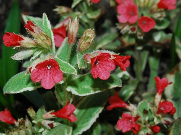 Лучшие сорта медуницы для сада: посадка, уход и применение в ландшафтном дизайне
