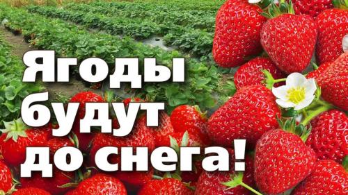 Клубника: посадка и уход Клубника: посадка и уход