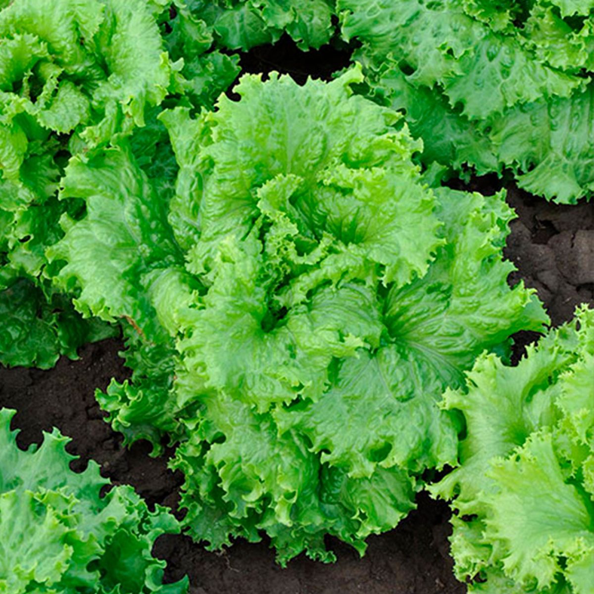 Салат, который захочется выращивать снова: 7 урожайных и вкусных сортов Салат, который захочется выращивать снова: 7 урожайных и вкусных сортов