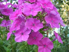Флоксы Флоксы
