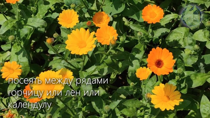 Как избавиться от колорадского жука за пару минут? Как избавиться от колорадского жука за пару минут?