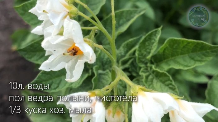 Как избавиться от колорадского жука за пару минут? Как избавиться от колорадского жука за пару минут?