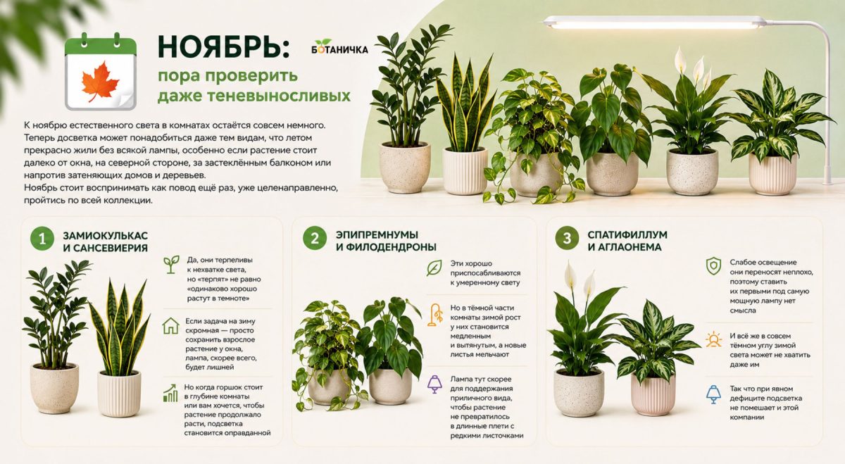 Какие комнатные растения и в каком порядке нужно досвечивать осенью?
