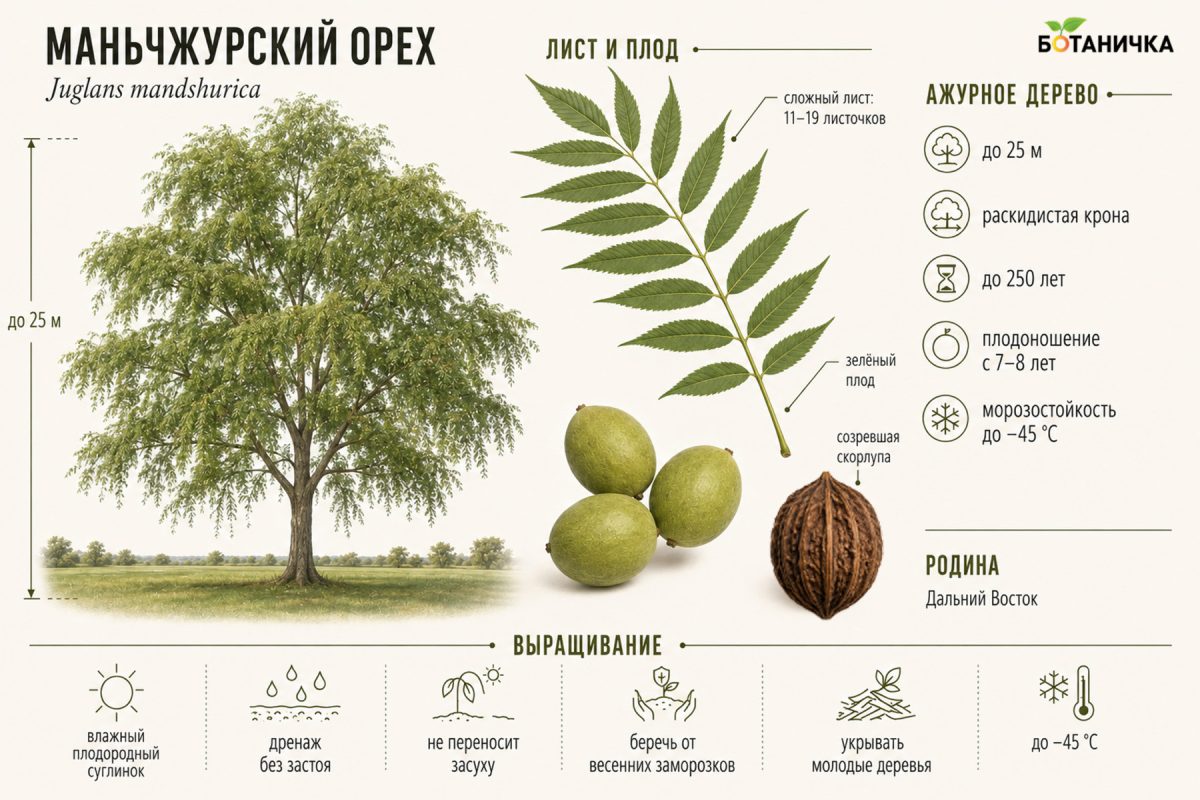 Орехи для средней полосы: что реально вырастить кроме лещины Орехи для средней полосы: что реально вырастить кроме лещины