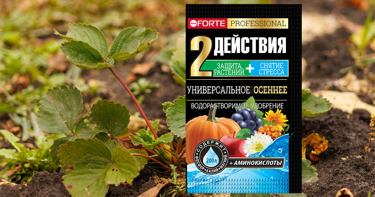 Секреты подготовки клубники к зиме: не дайте кустикам вымерзнуть